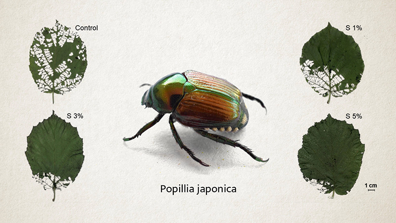 Popillia japonica